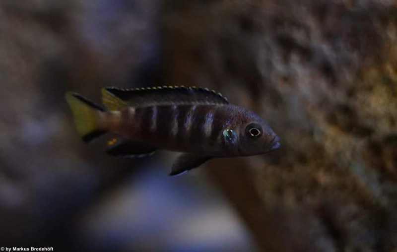 Maylandia melissa 'Chewere'